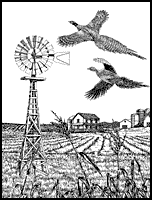 Pheasants and farm scene