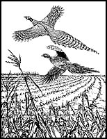 Pheasants Flying in Cornfield