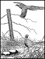 Ringneck Pheasant Scene