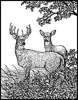 whitetail deer hunter gift