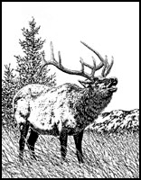 Bull Elk Scene