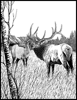 bull elk big game hunting