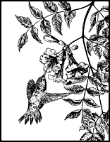 Hummingbird etching