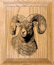 bighorned sheep clock