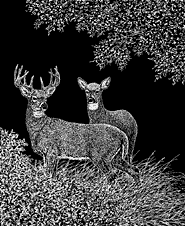 whitetail deer buck and doe